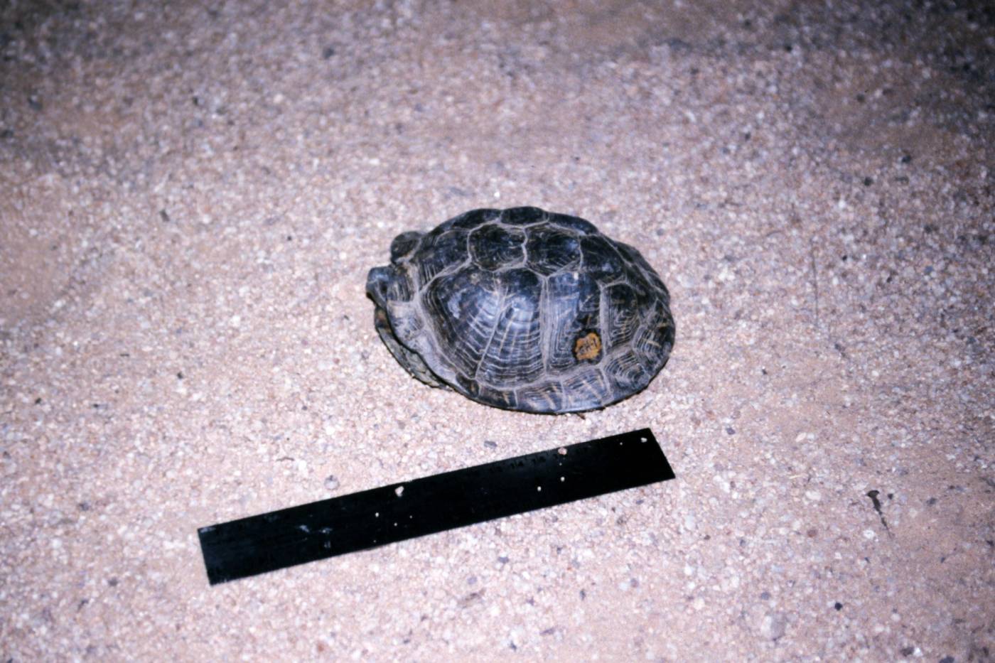 Terrapene ornata image