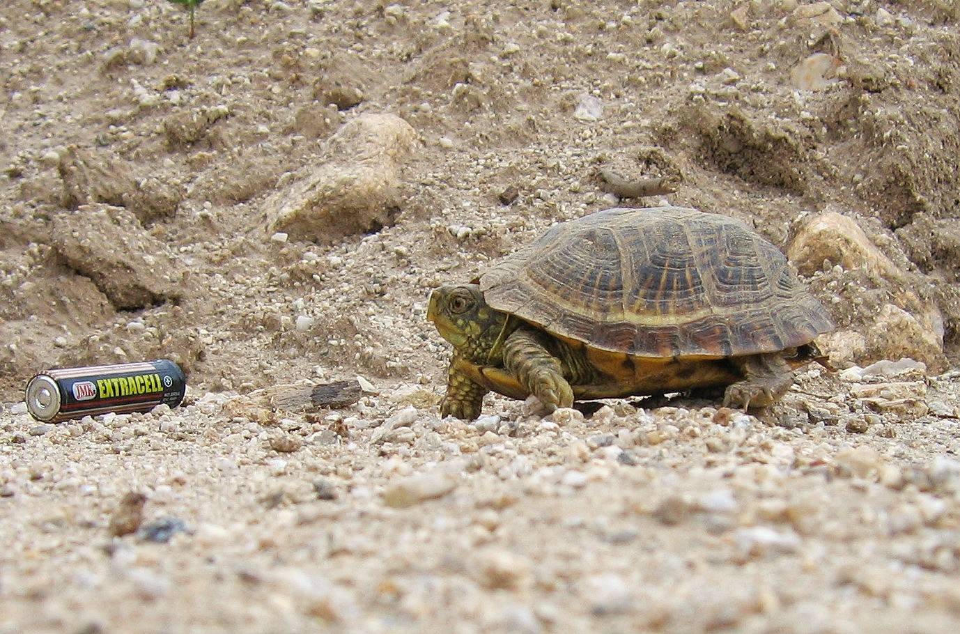 Terrapene ornata image