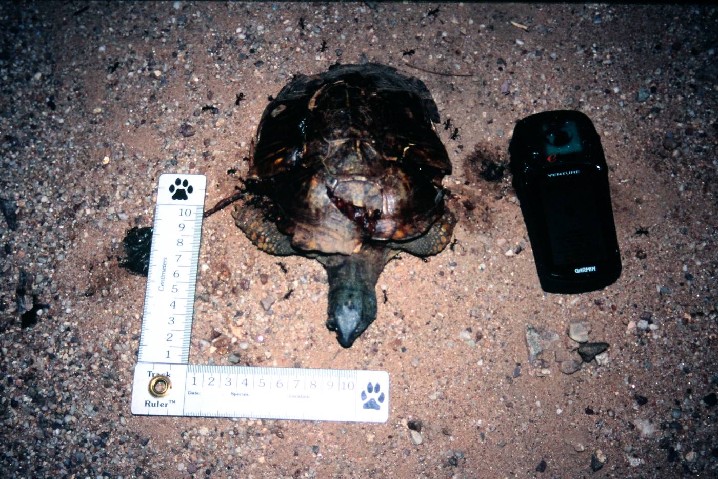 Terrapene ornata image