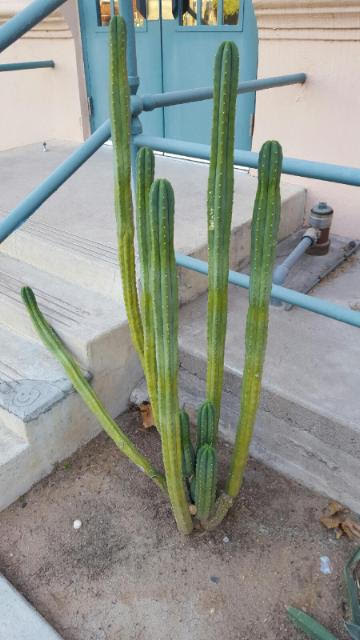 Trichocereus image