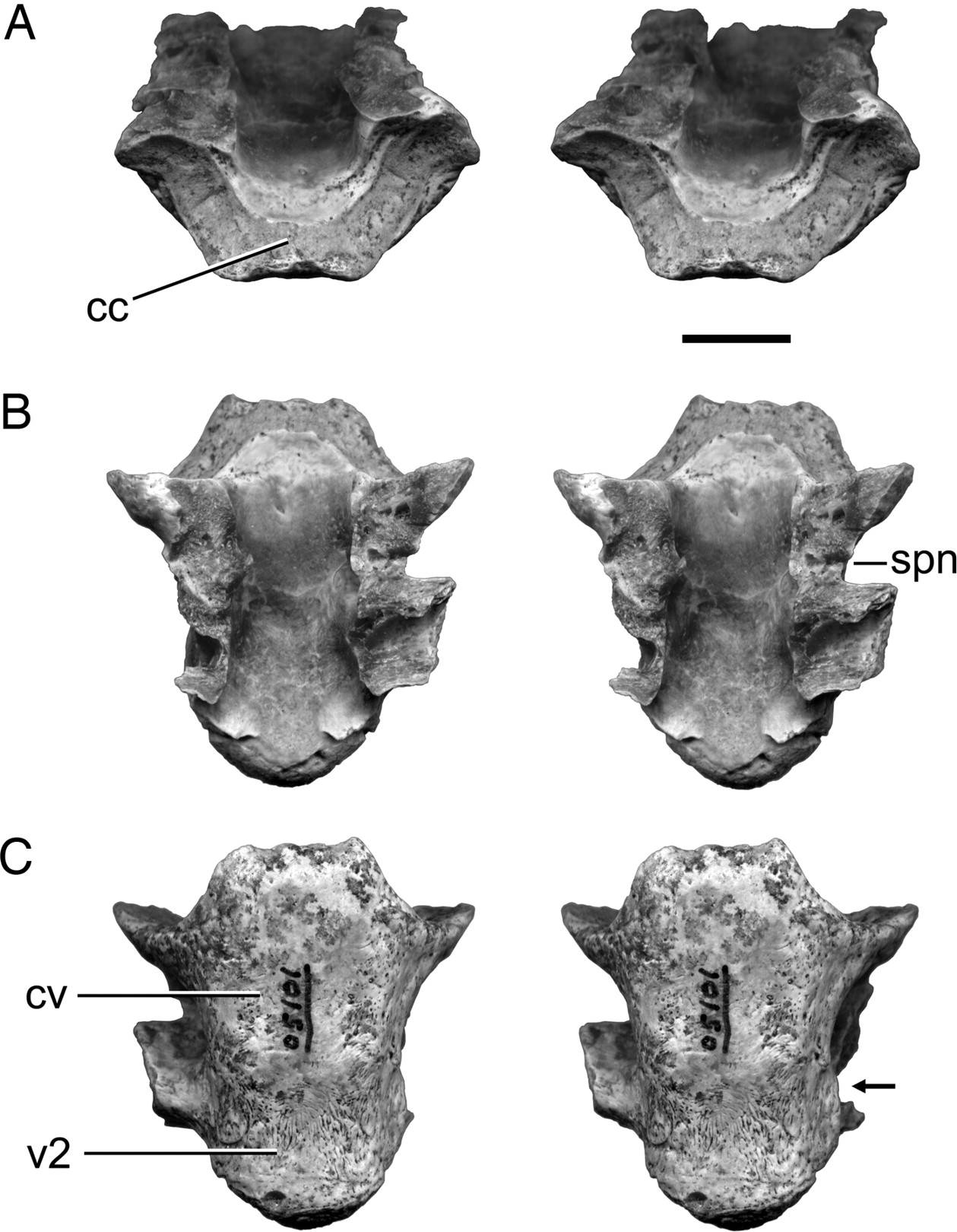 Beelzebufo image