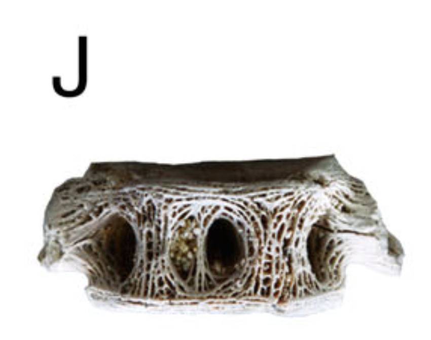 Bagridae image