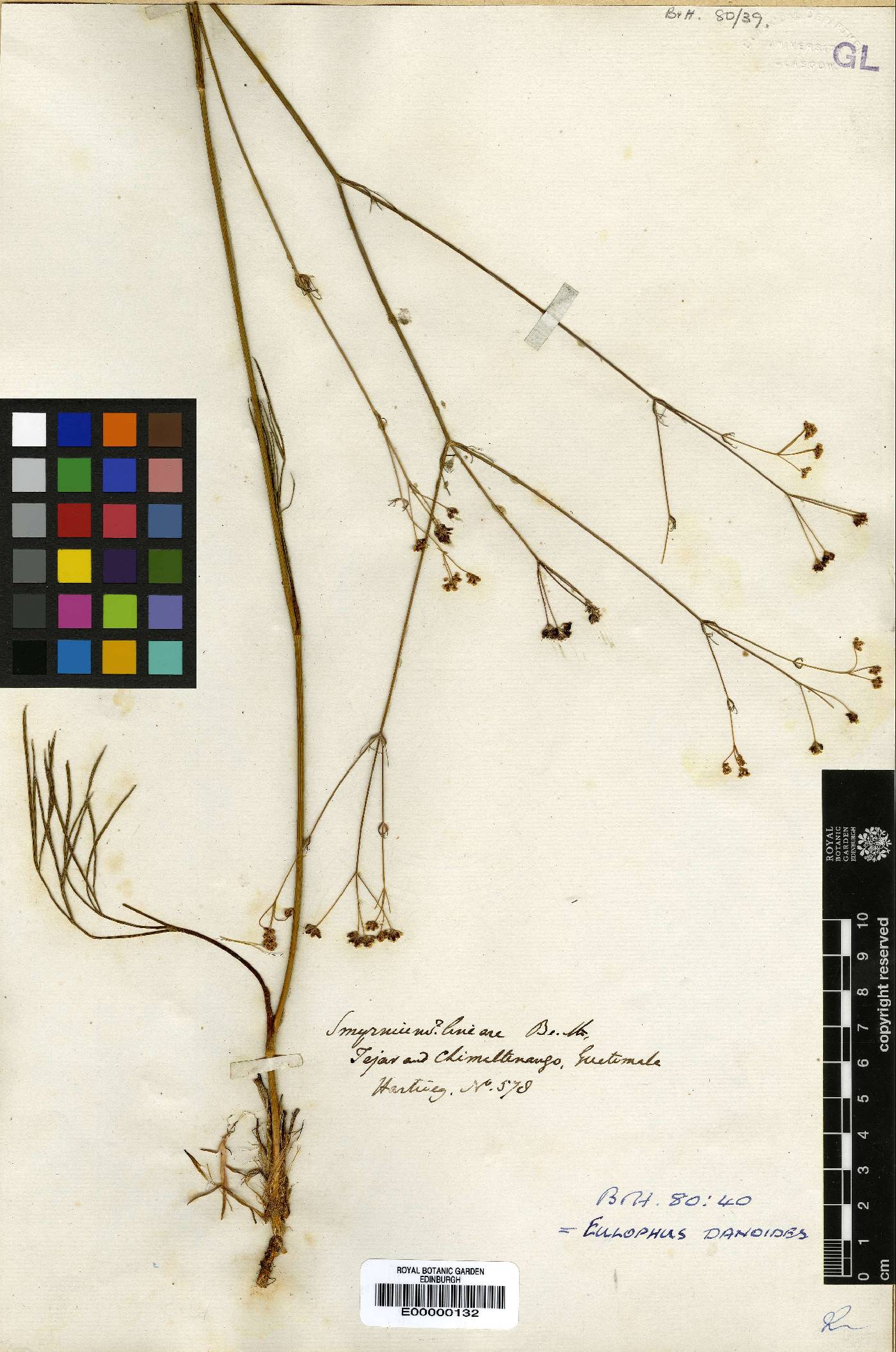 Dodecatheon jeffreyi image