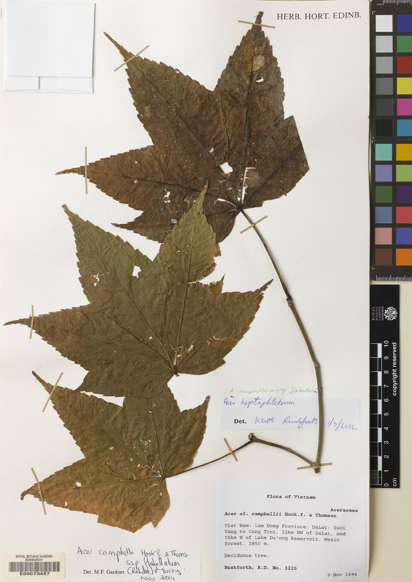 Chrysothamnus viscidiflorus var. stenophyllus image