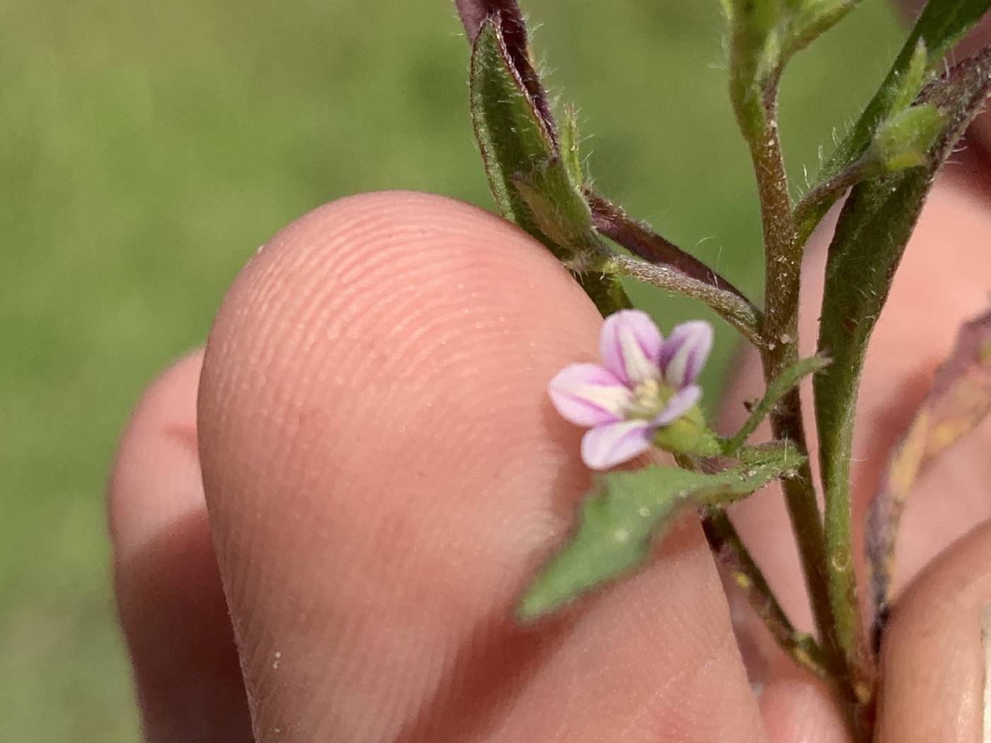 Convolvulus simulans image