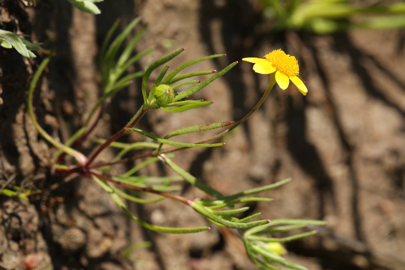 Lasthenia gracilis image