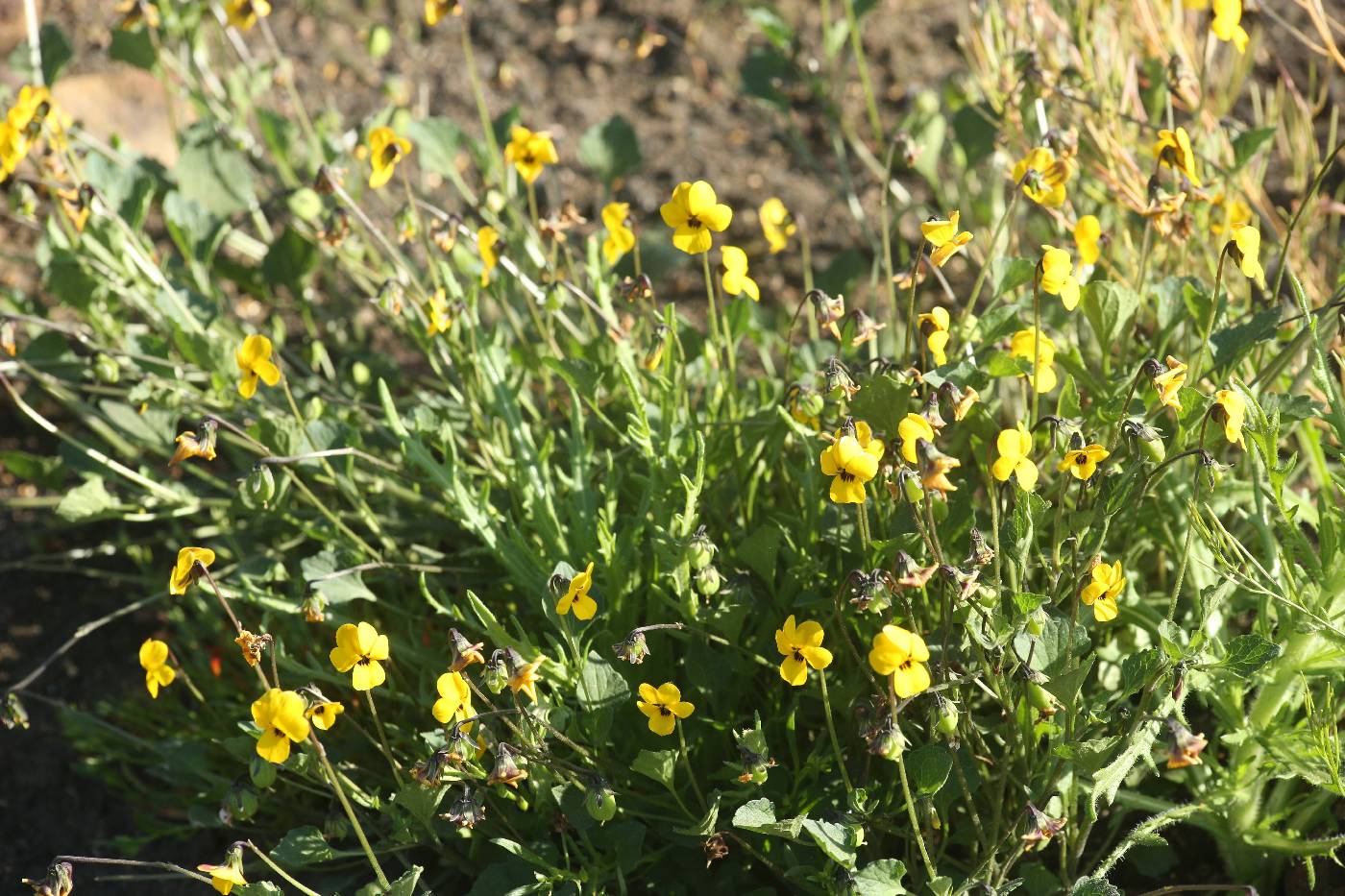 Viola pedunculata image