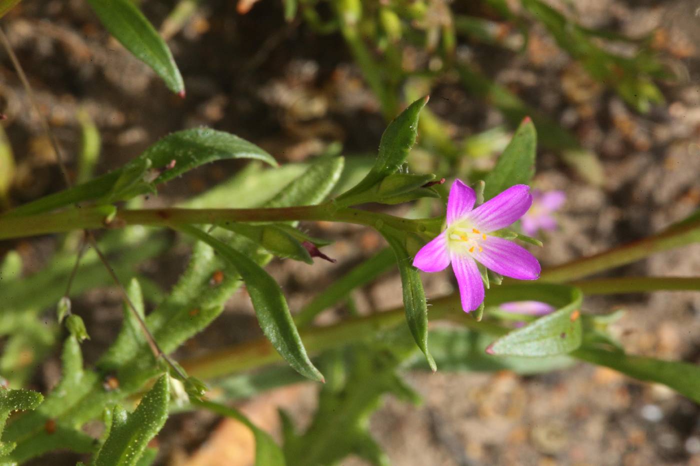 Calandrinia menziesii image