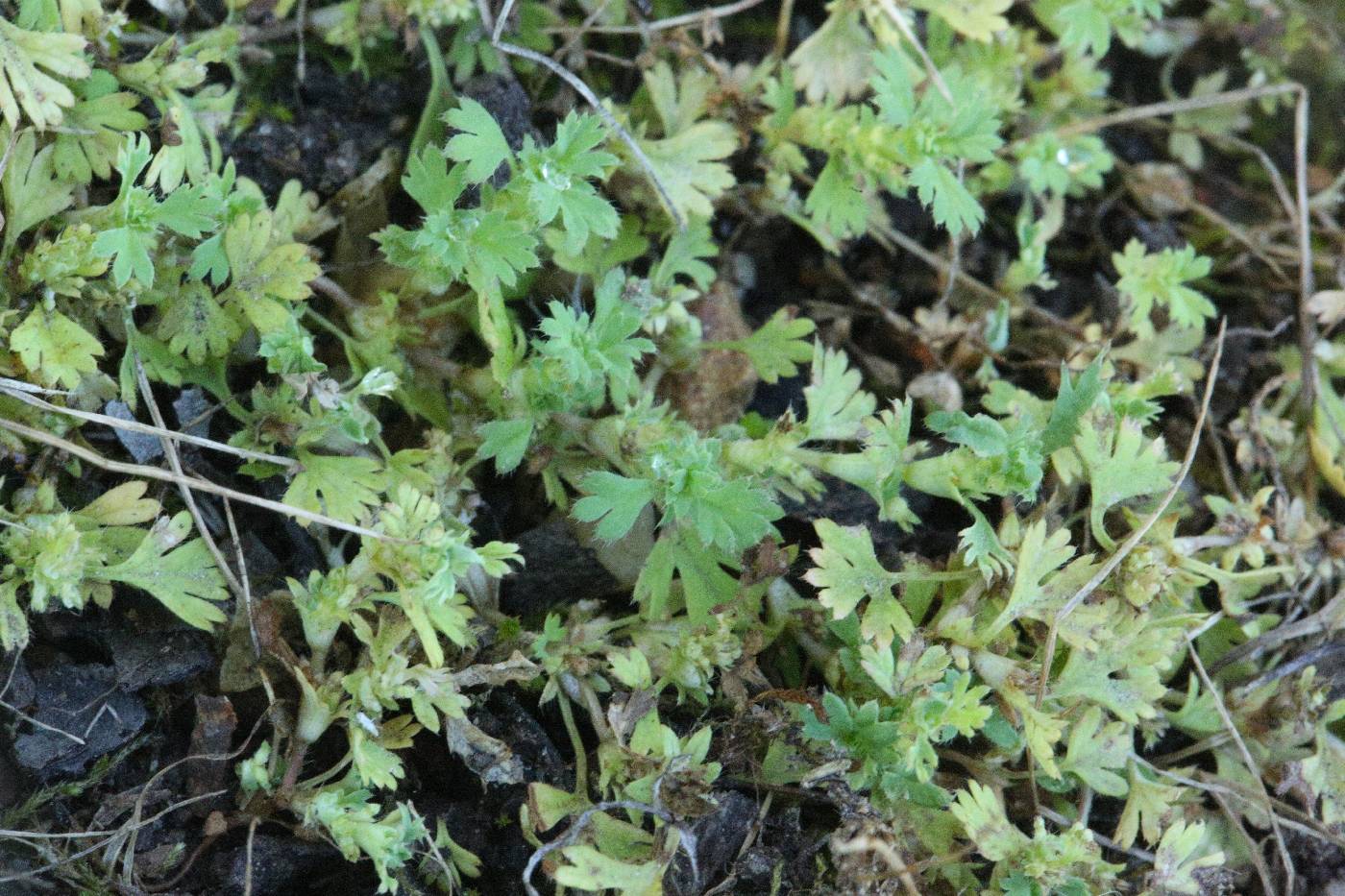 Aphanes arvensis image