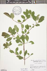 Image of Viburnum prunifolium