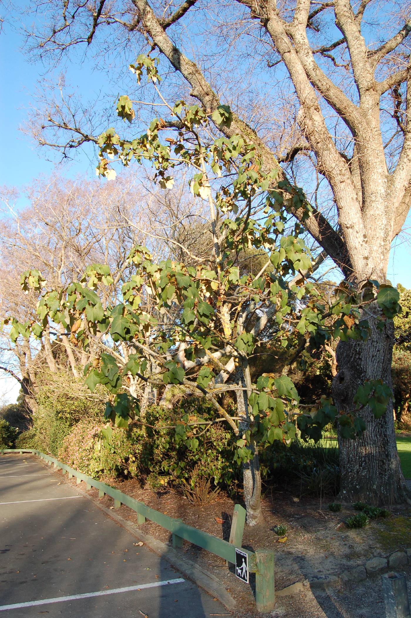 Chiranthodendron image