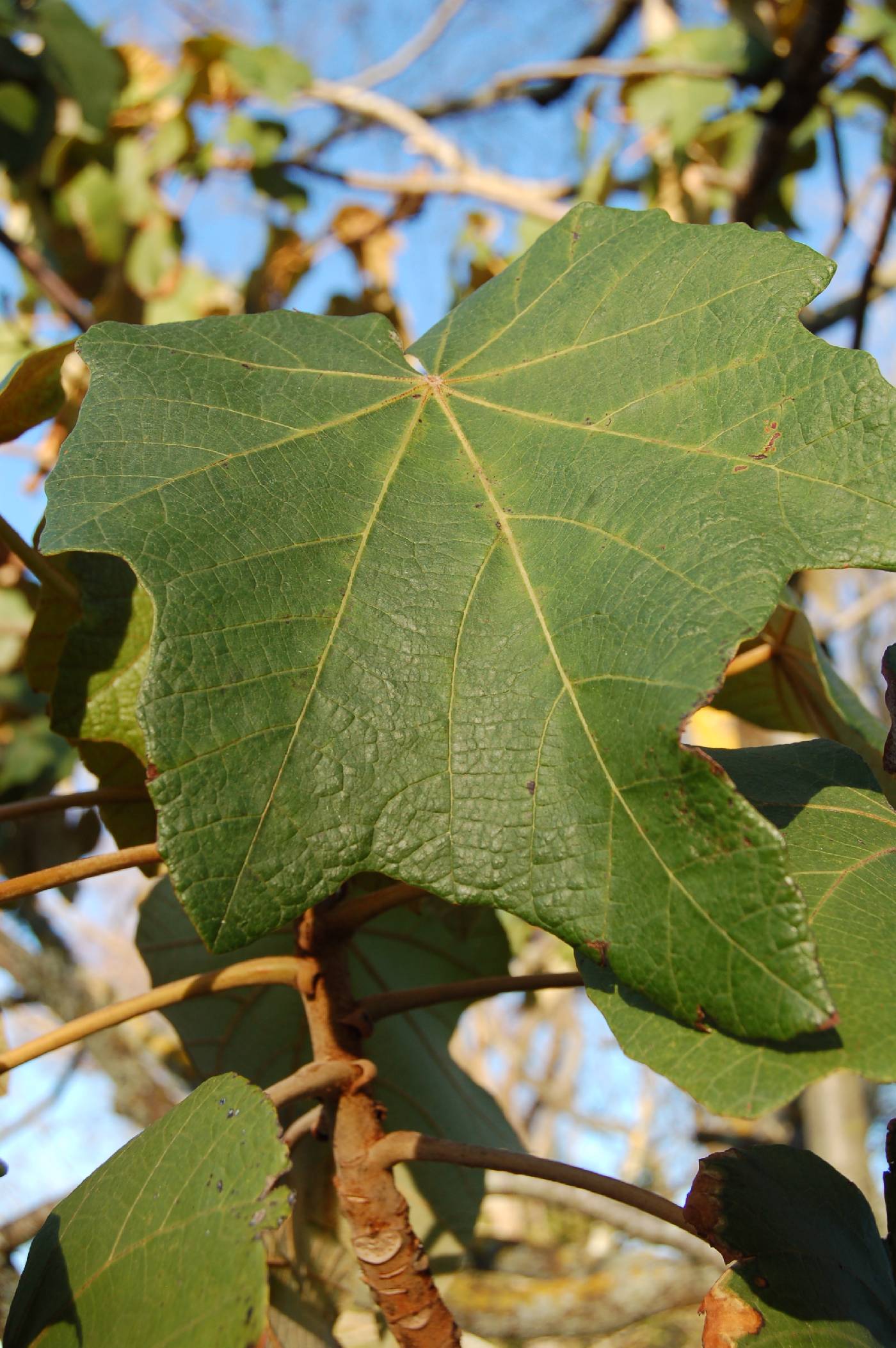 Chiranthodendron pentadactylon image