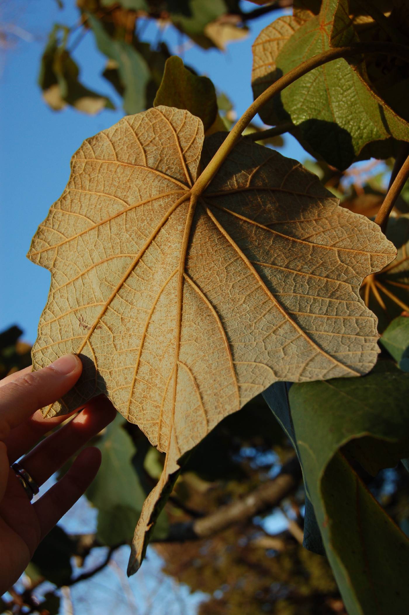 Chiranthodendron image