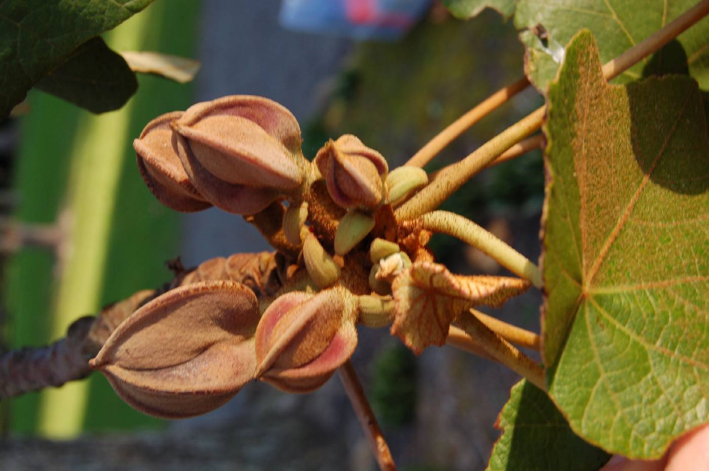 Chiranthodendron image