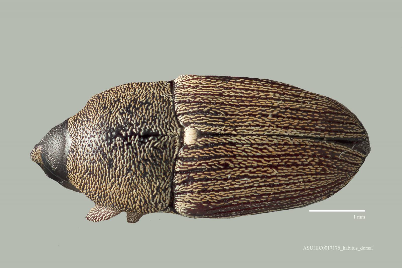 Nicentrus grossulus image