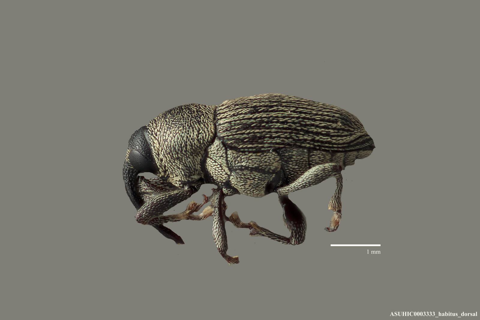 Odontocorynus falsus image