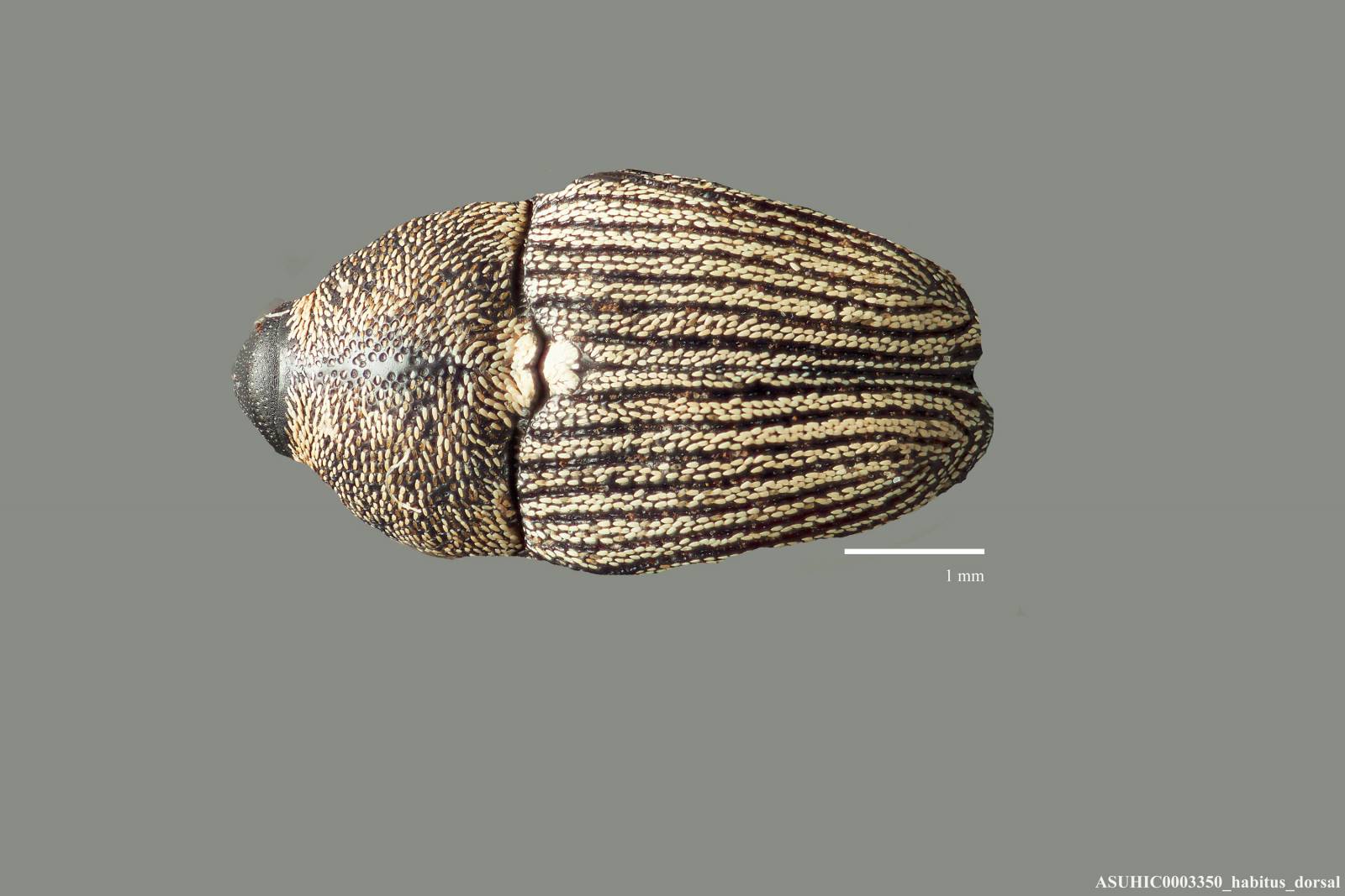 Odontocorynus larvatus image