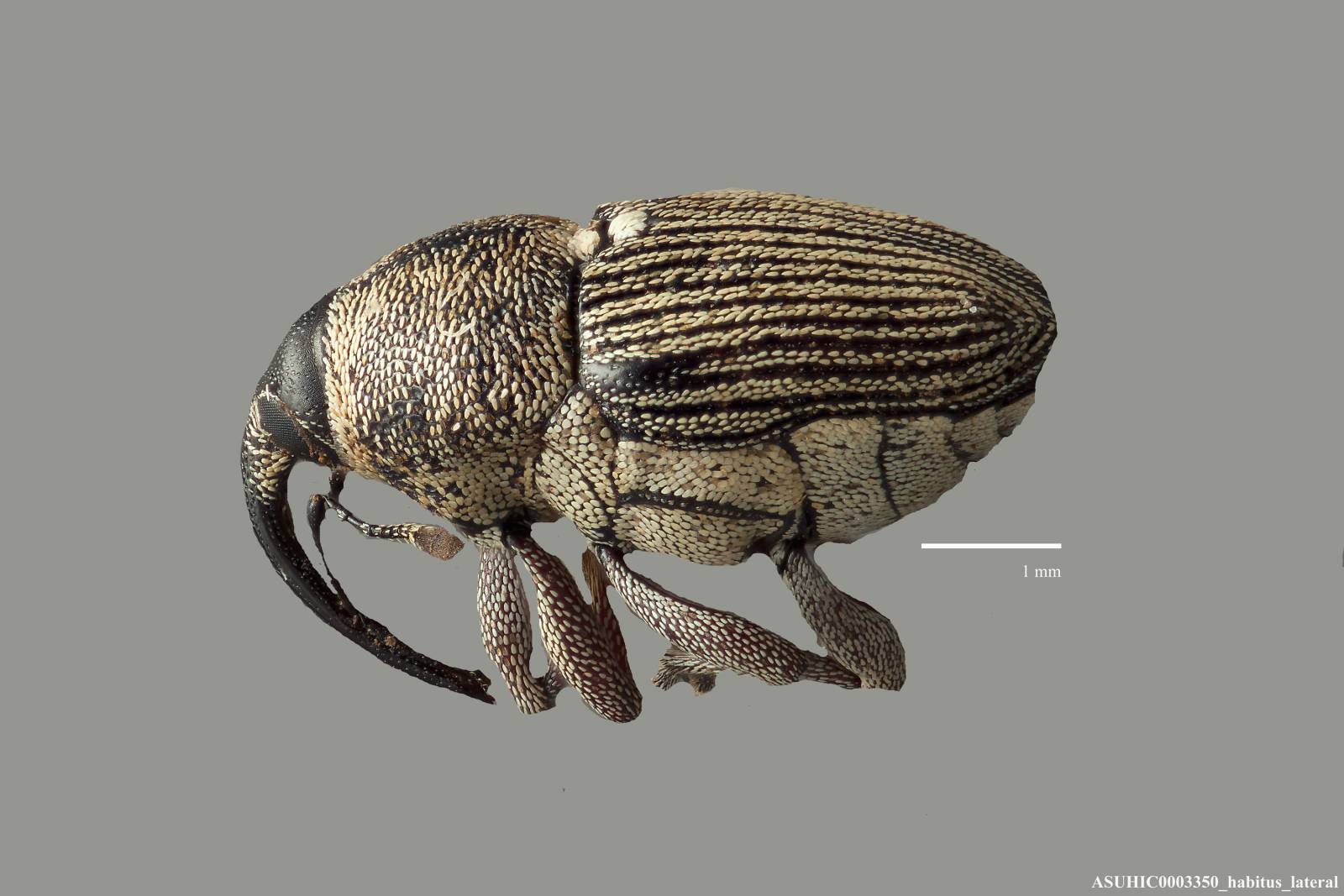 Odontocorynus larvatus image