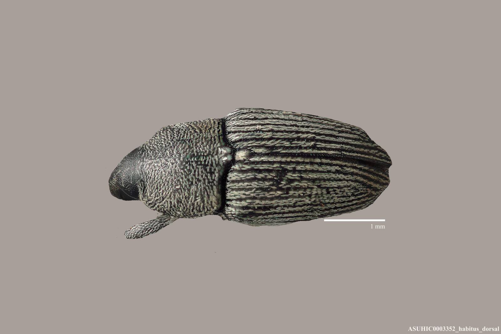 Nicentrus texensis image