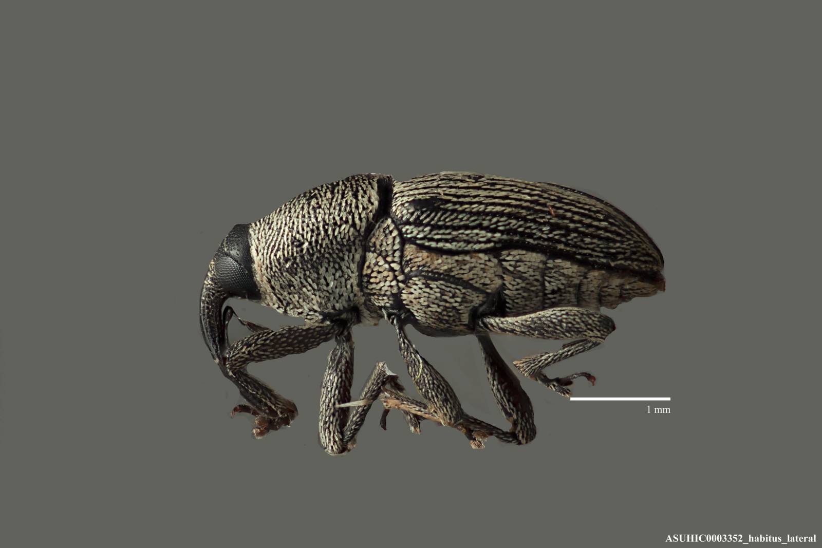 Nicentrus texensis image