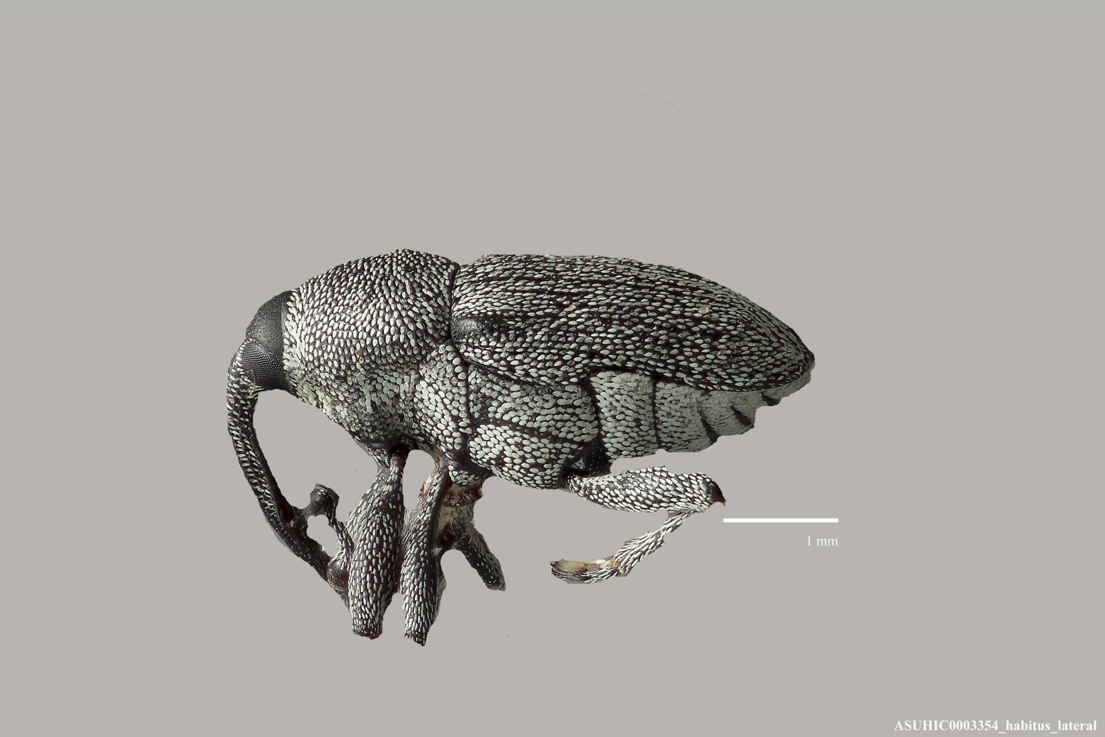 Odontocorynus pulverulentus image