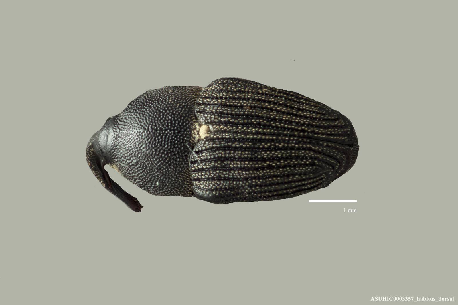 Odontocorynus salebrosus image