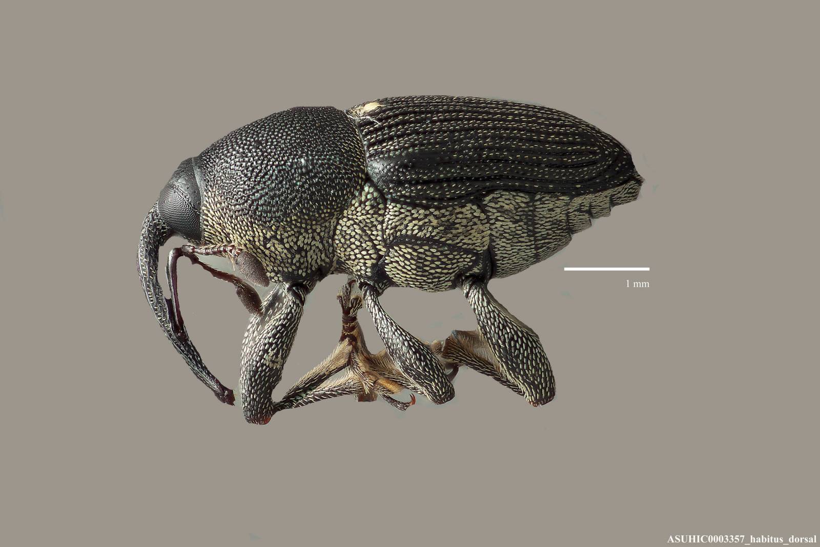 Odontocorynus salebrosus image