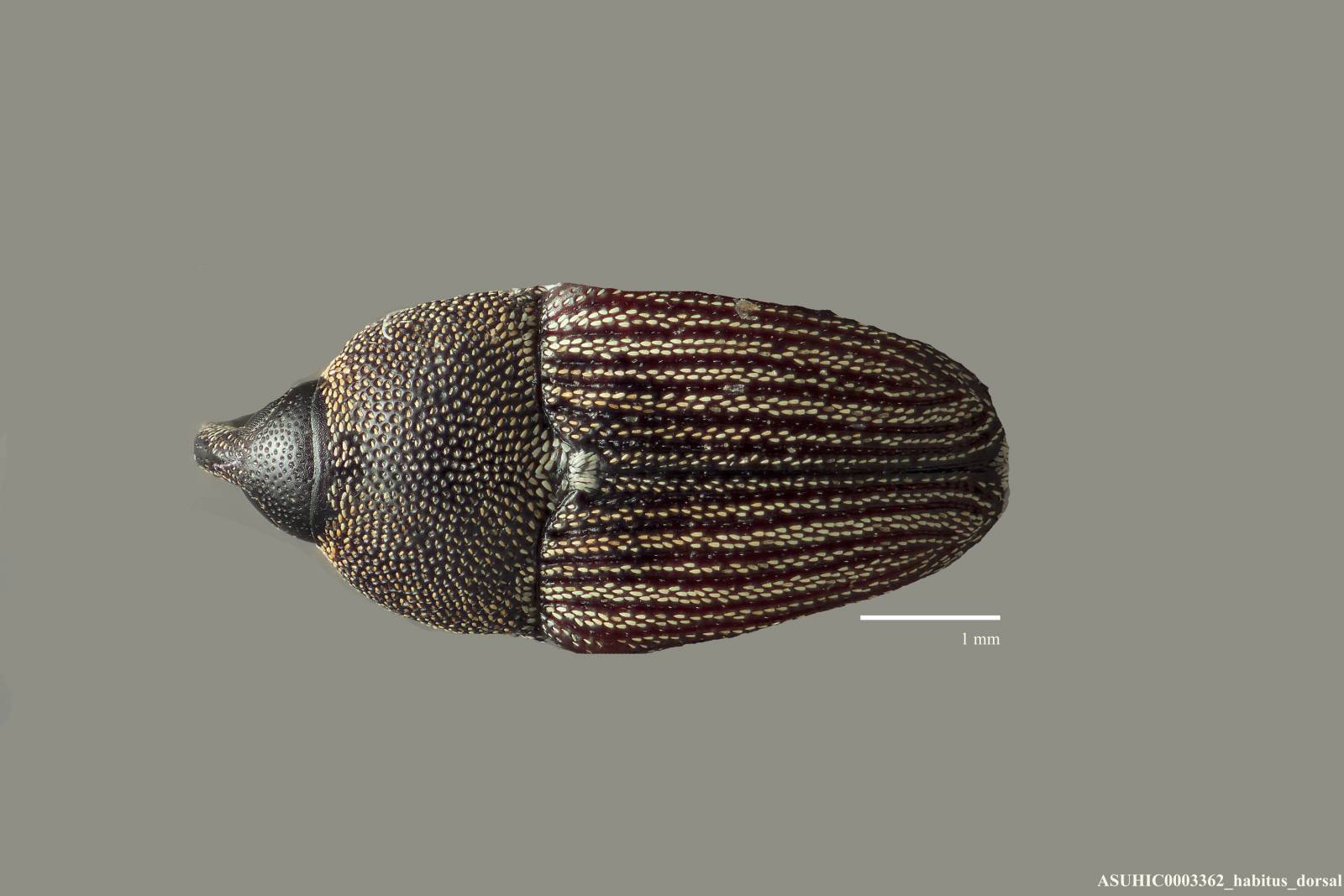 Odontocorynus umbellae image