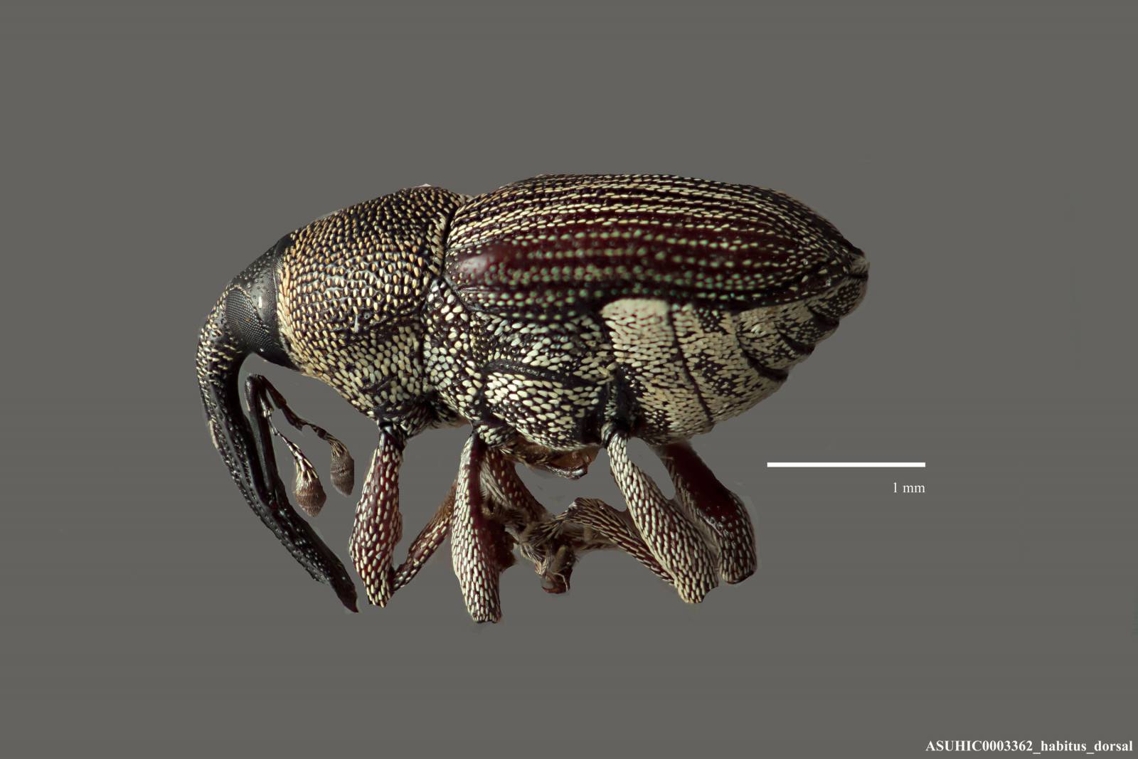 Odontocorynus umbellae image