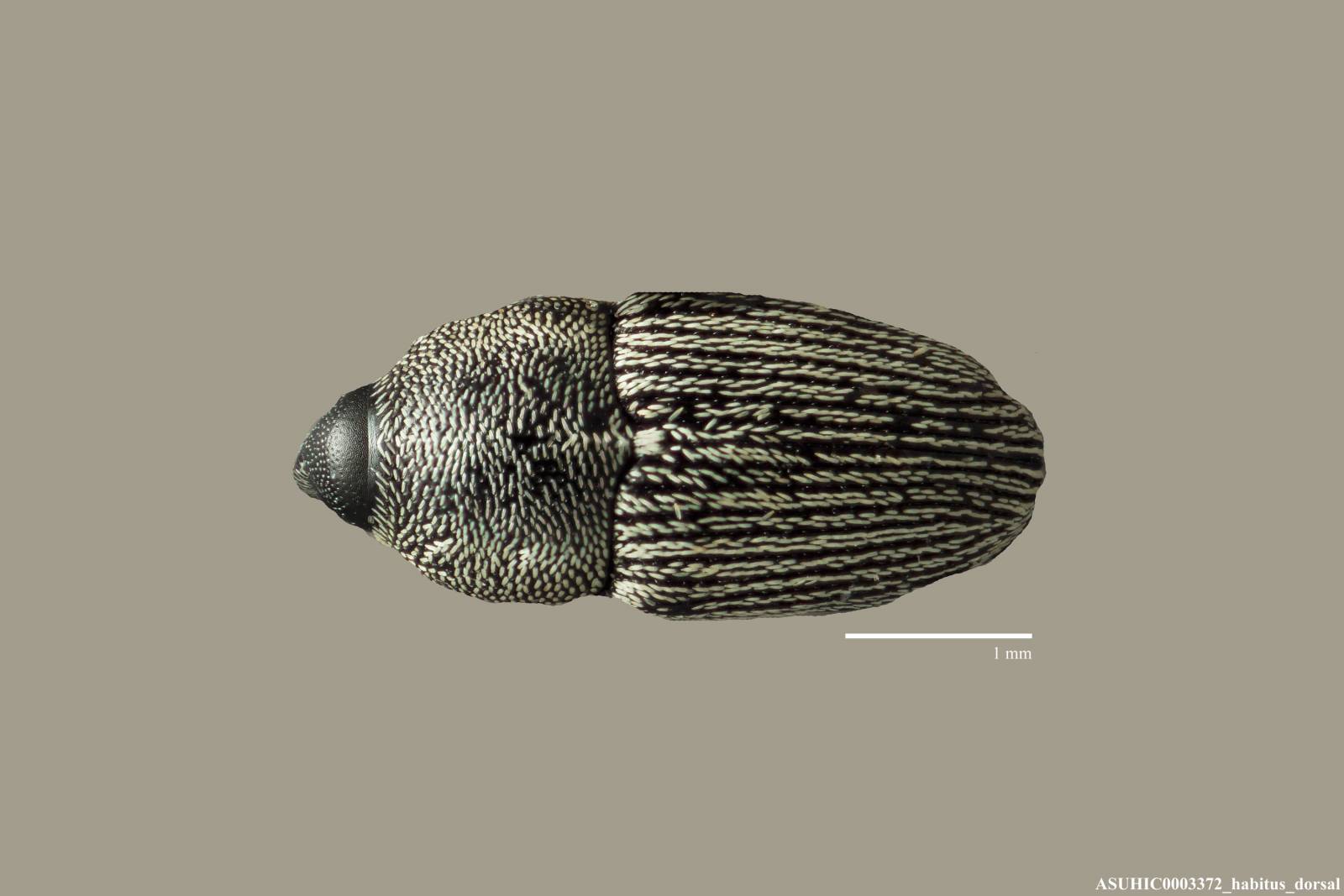 Nicentrus decipiens image