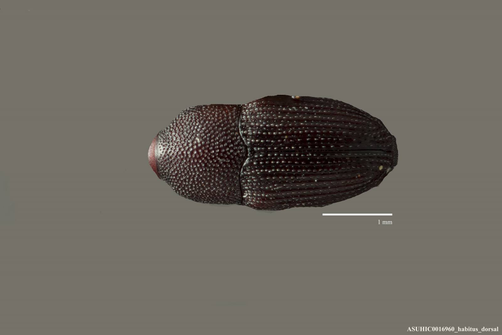 Onychobaris seriata image