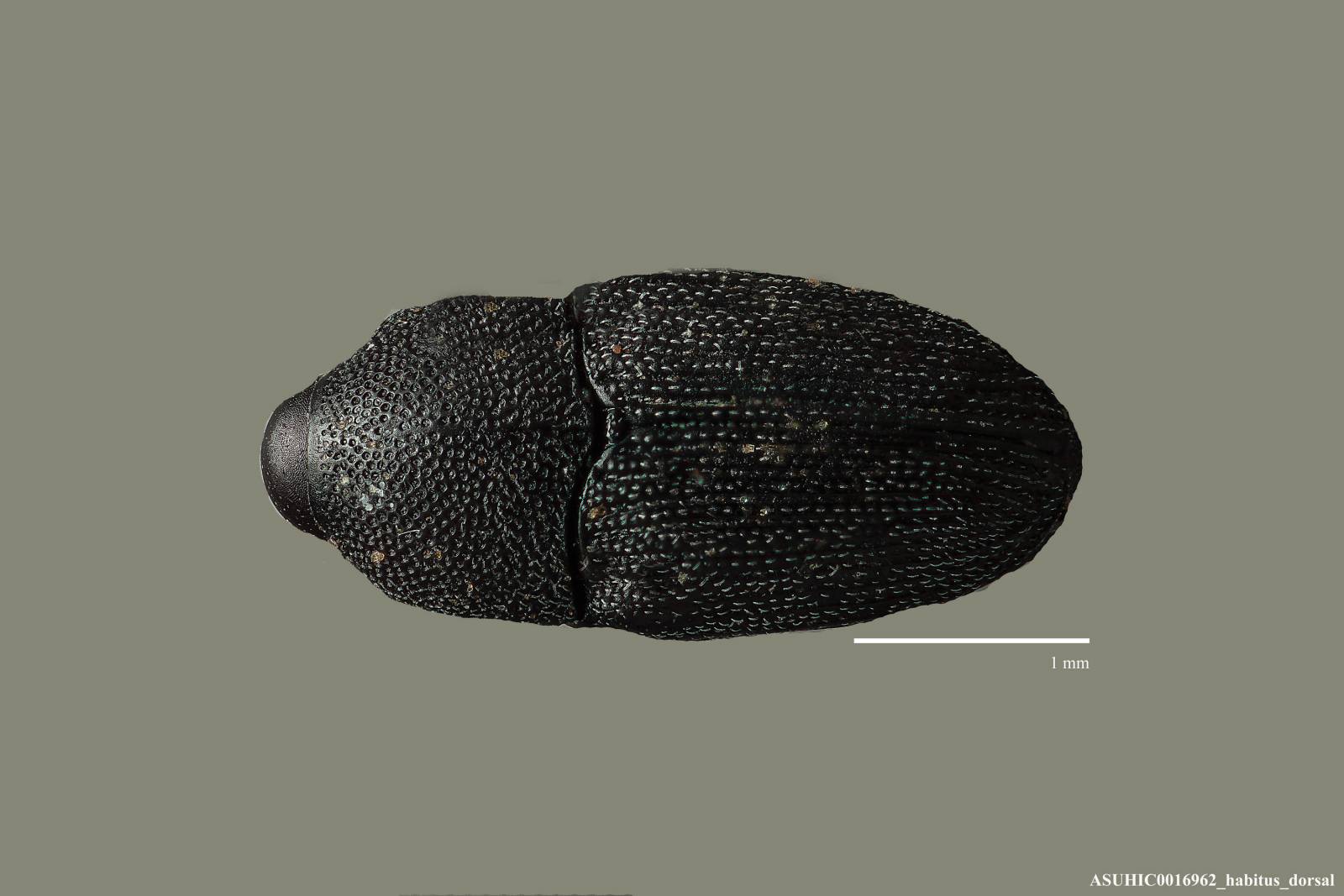 Onychobaris subtonsa image