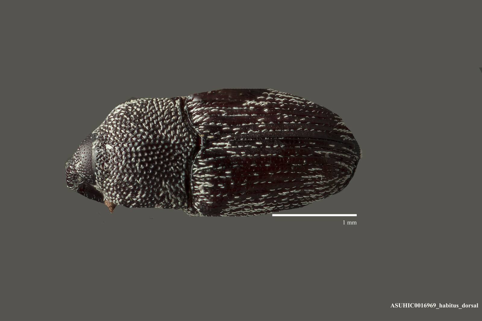 Onychobaris depressa image