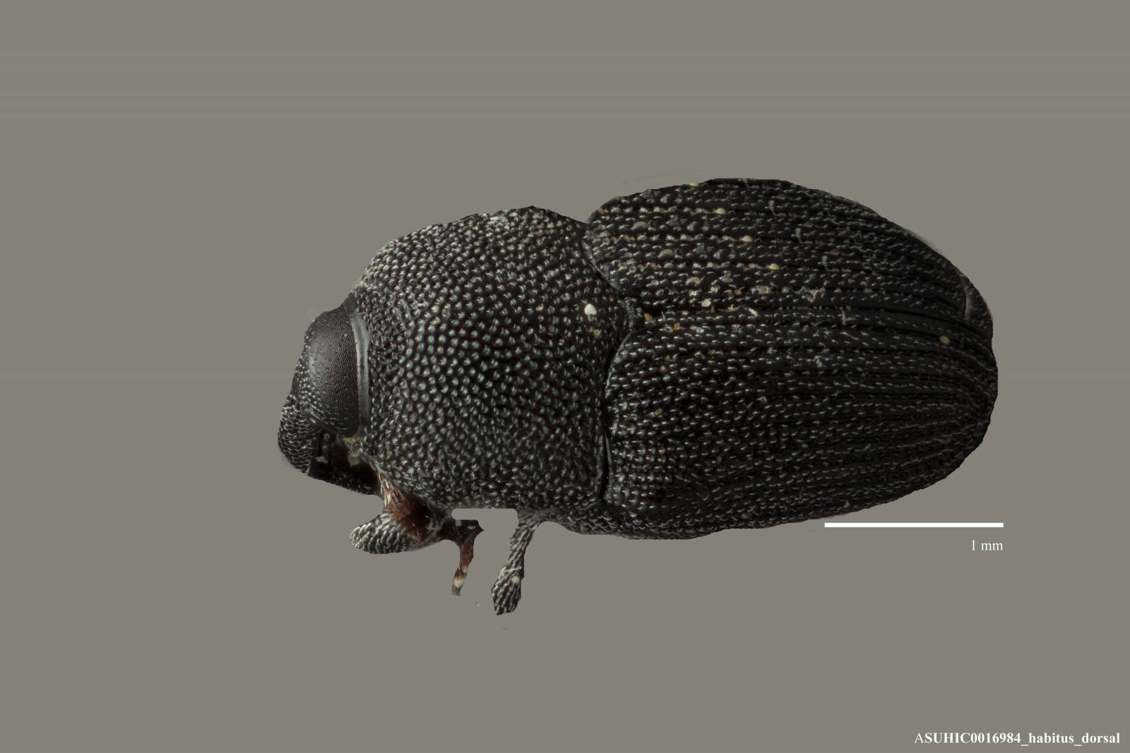 Onychobaris liberta image