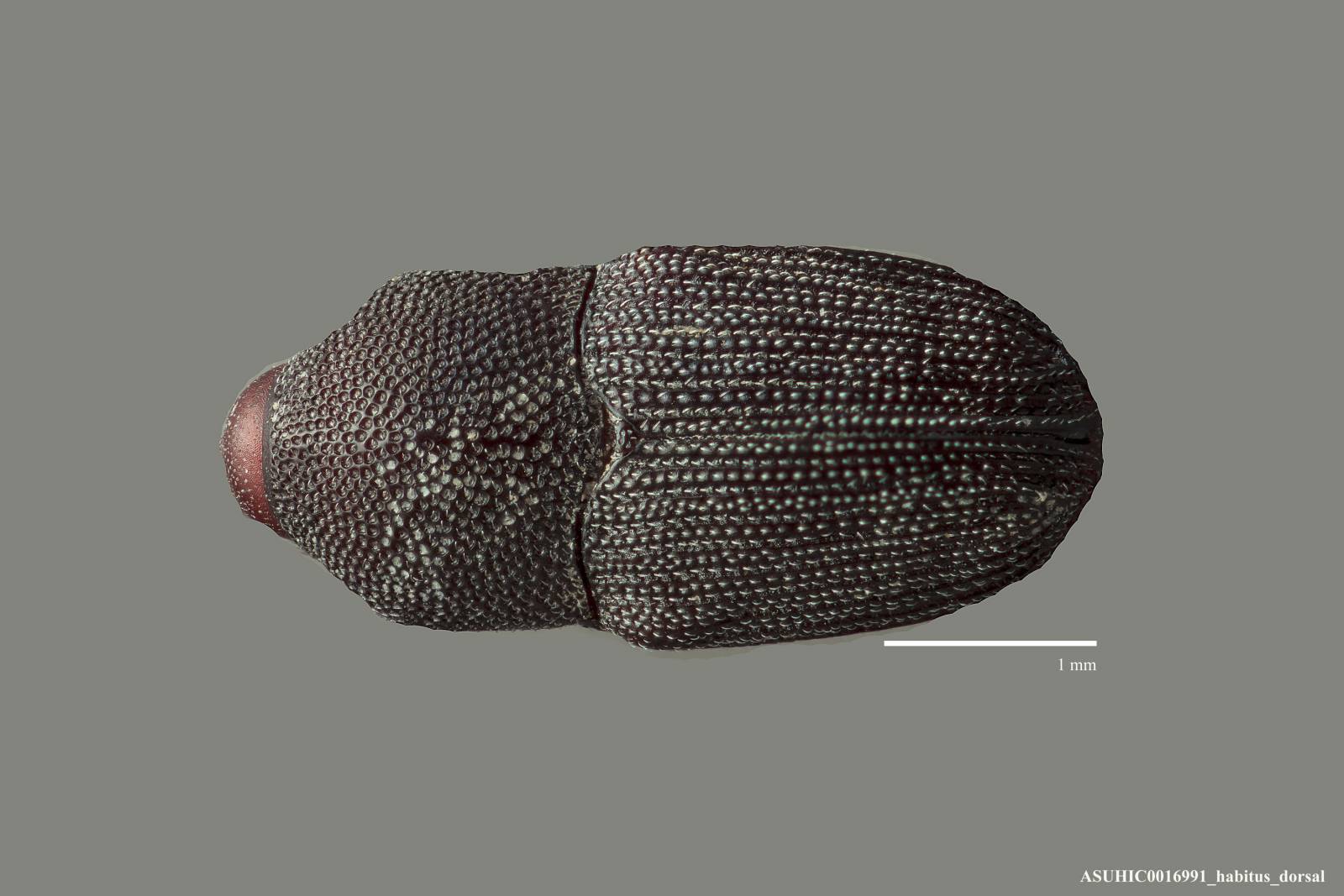 Onychobaris mystica image