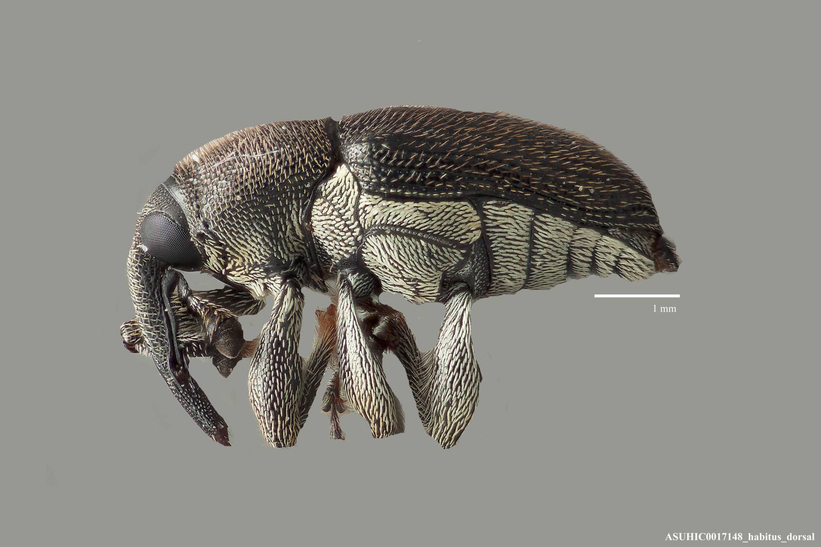 Odontocorynus latiscapus image