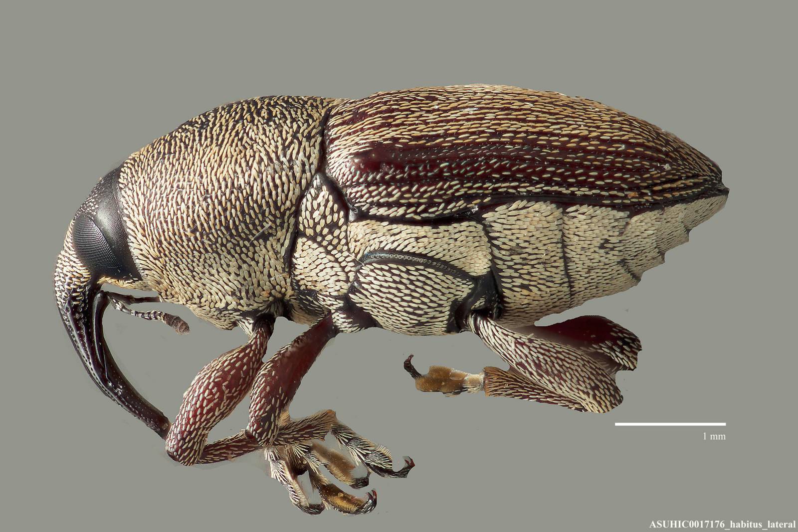 Nicentrus image