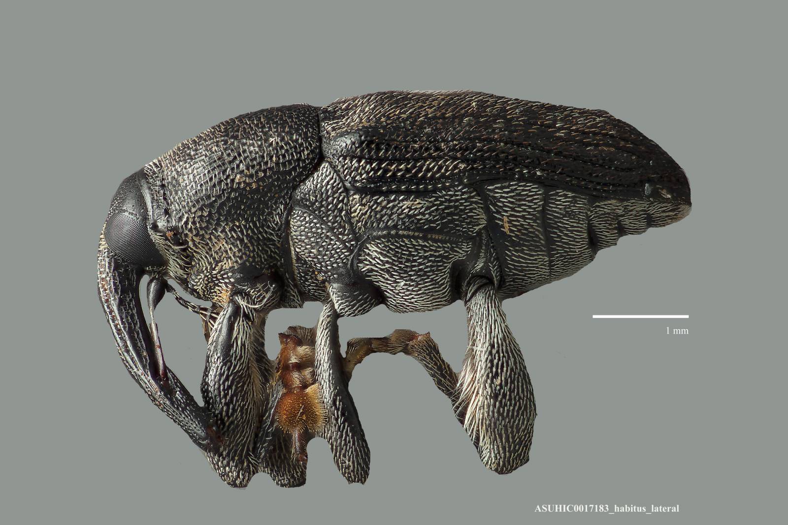 Odontocorynus creperus image