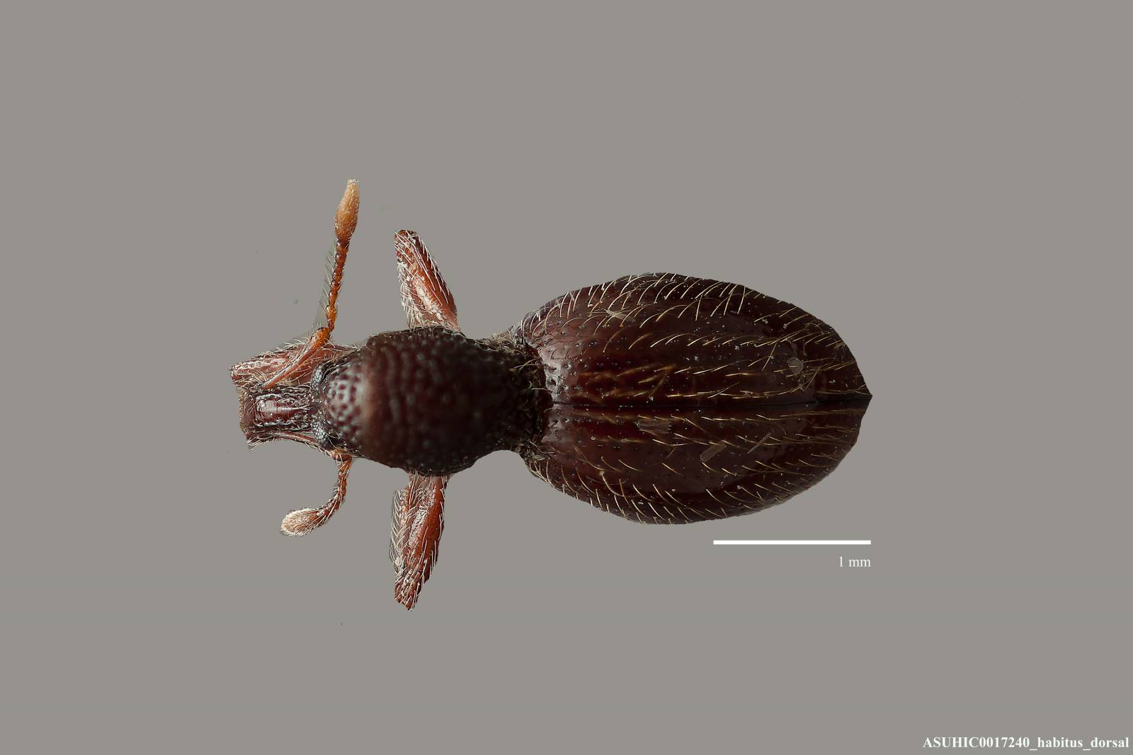 Oopterinus distinctus image