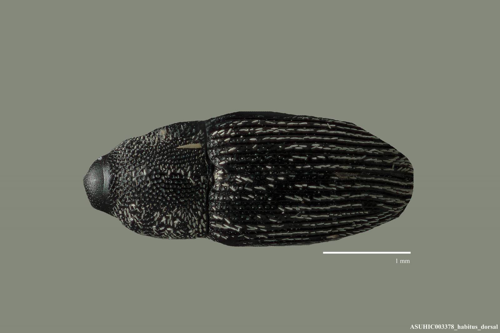 Nicentrus scitulus image