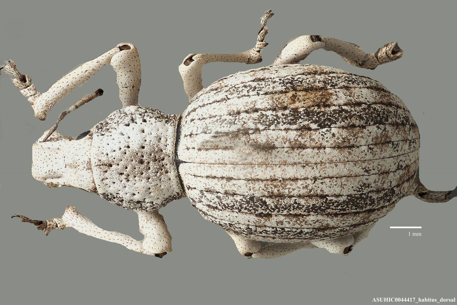 Ophryastes varius image