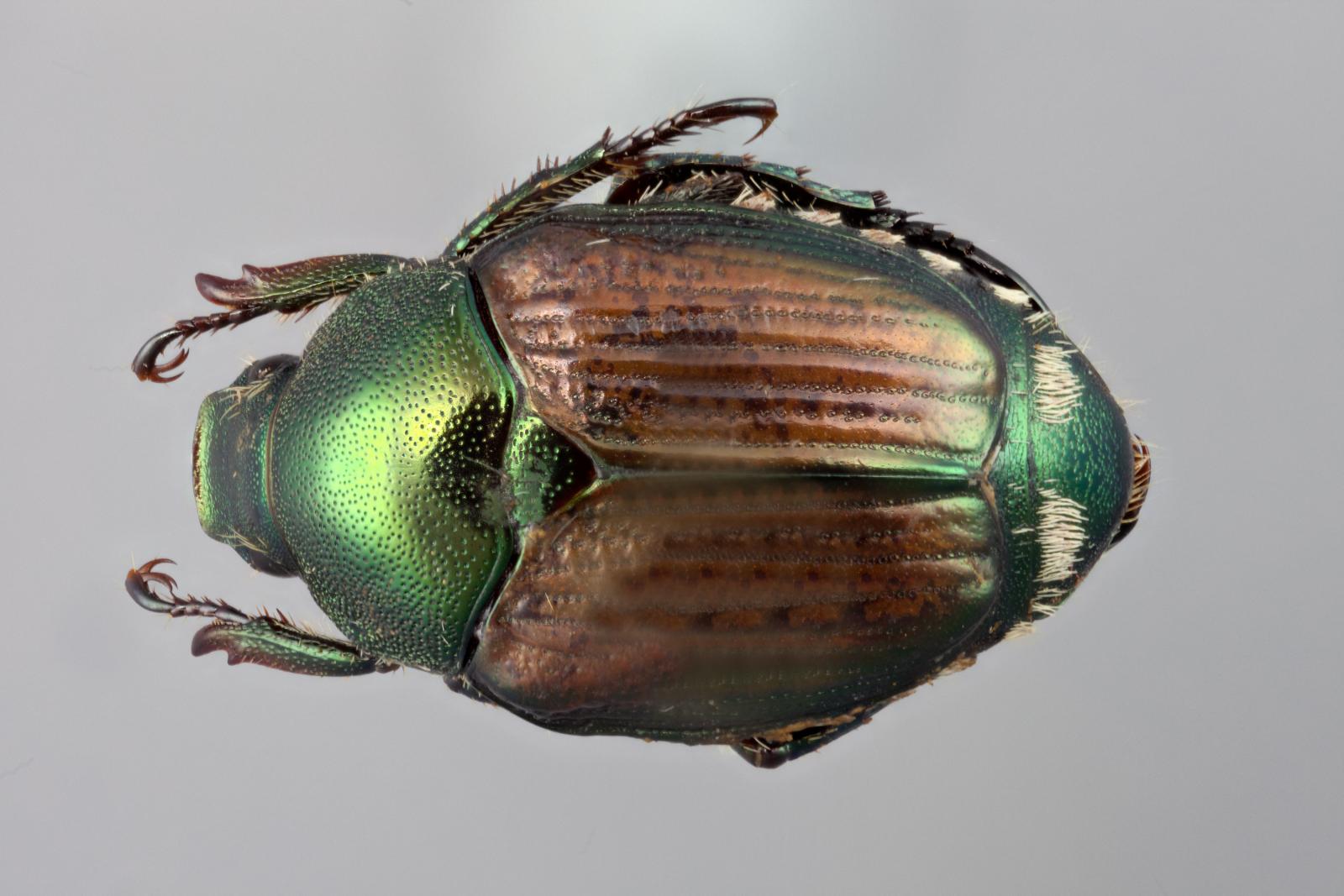 Melolonthinae image