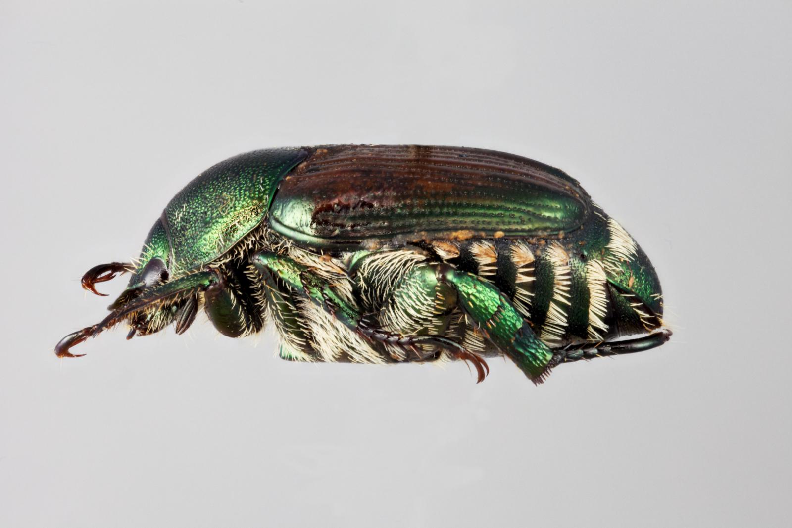 Melolonthinae image