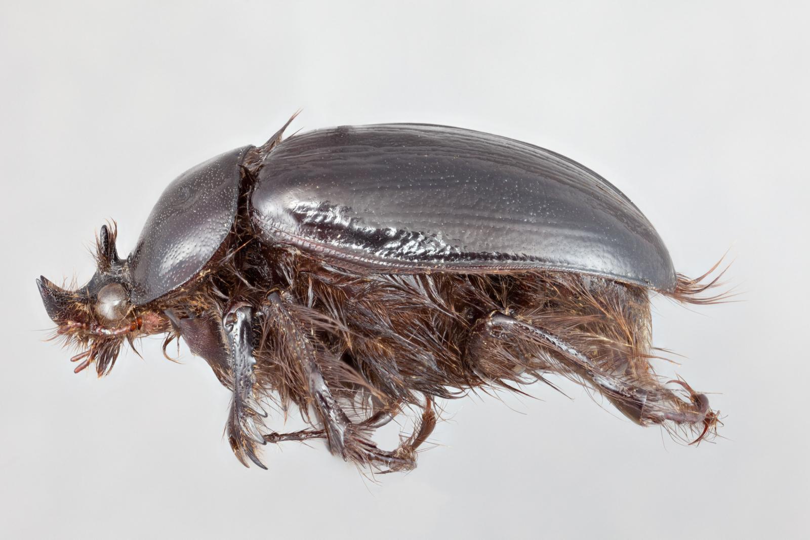 Pleocominae image