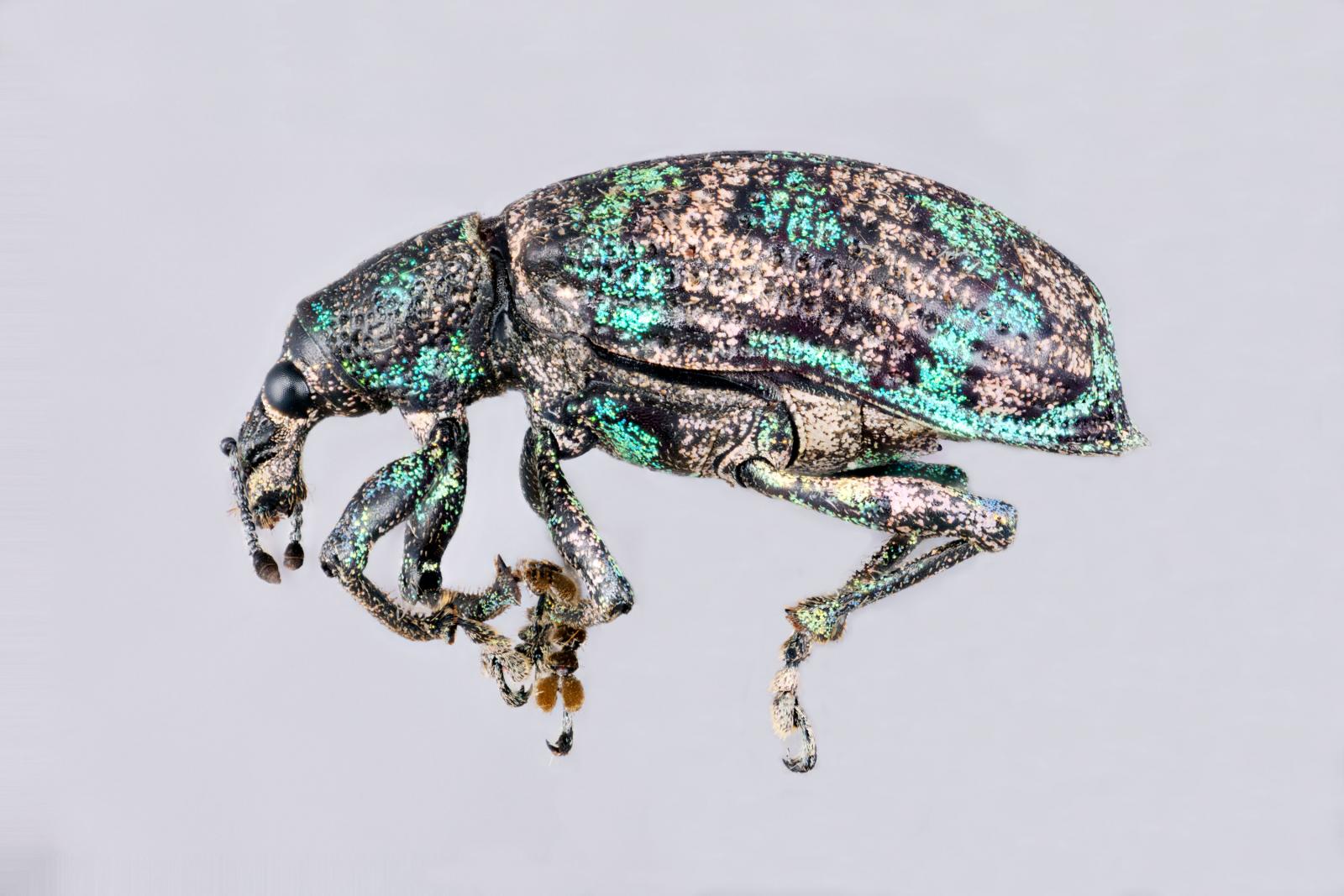 Tetrabothynus image