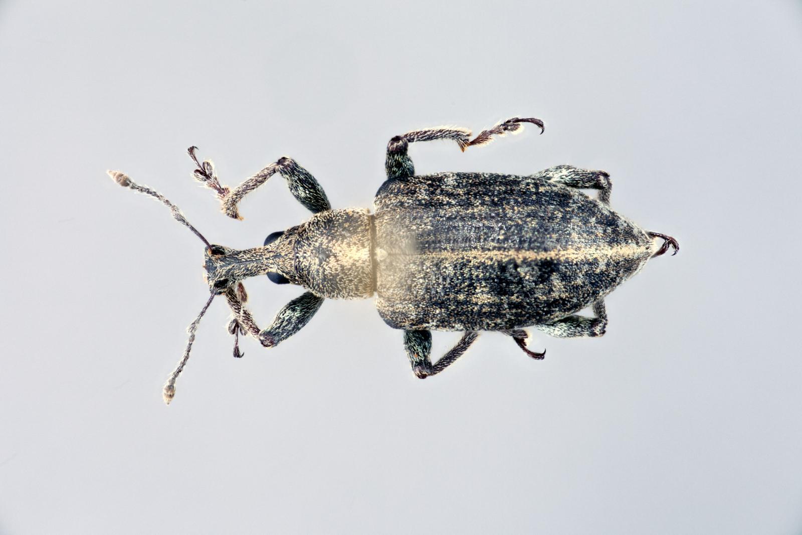 Evotus naso image