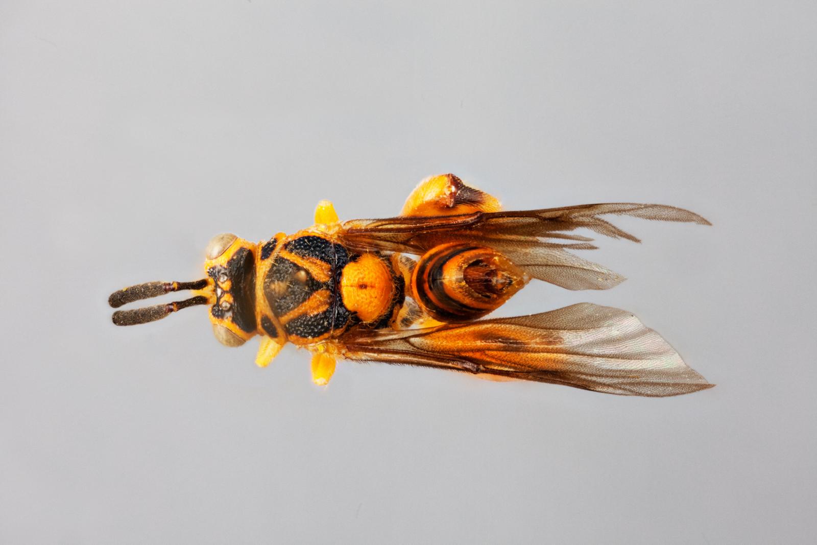 Chalcididae image