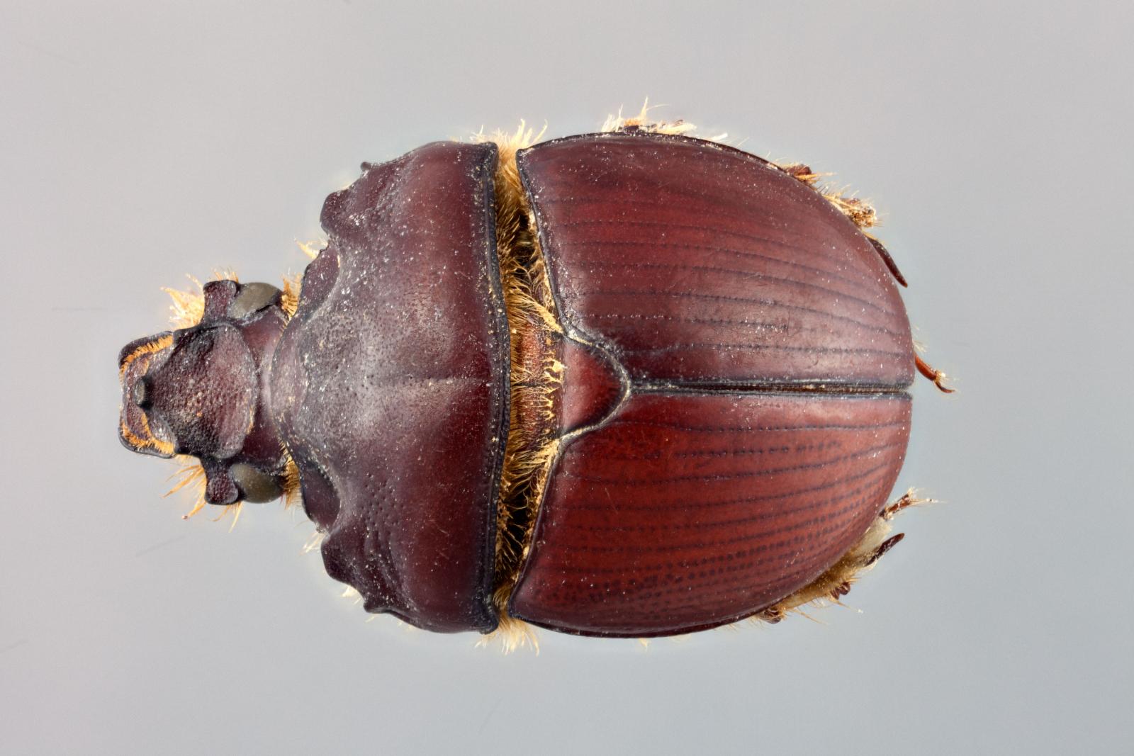 Bolbocerastes serratus image