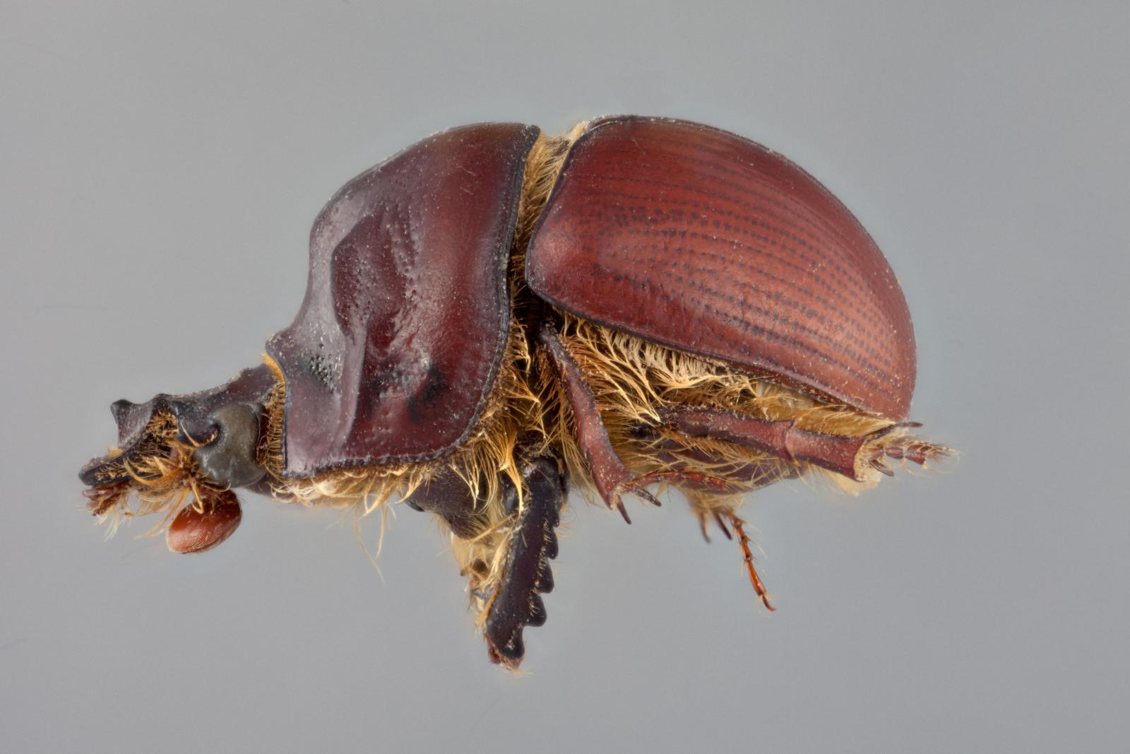 Scarabaeoidea image