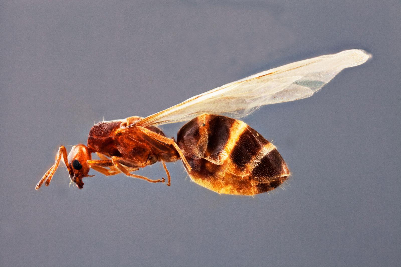 Formicidae image